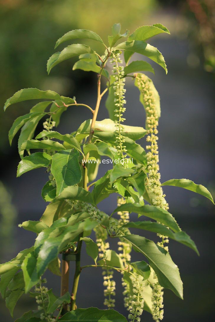 Itea yunnanensis