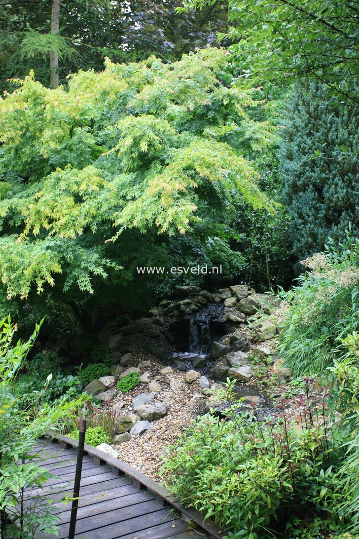 Acer palmatum 'Mure hibari'