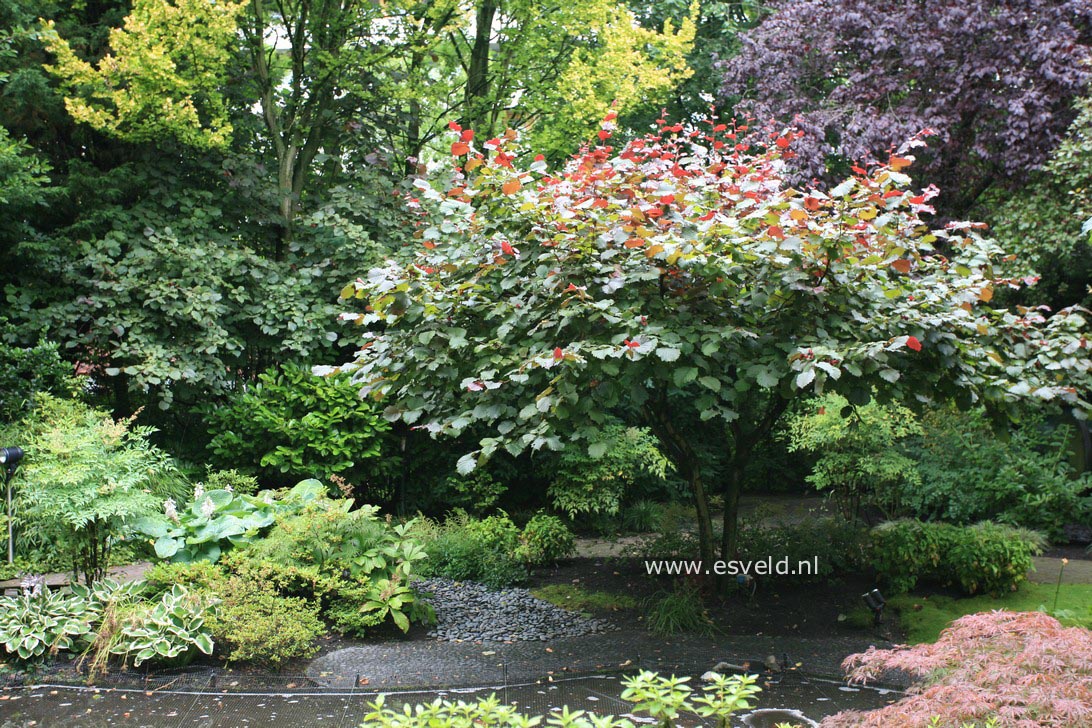 Corylus avellana 'Rode Zellernoot'