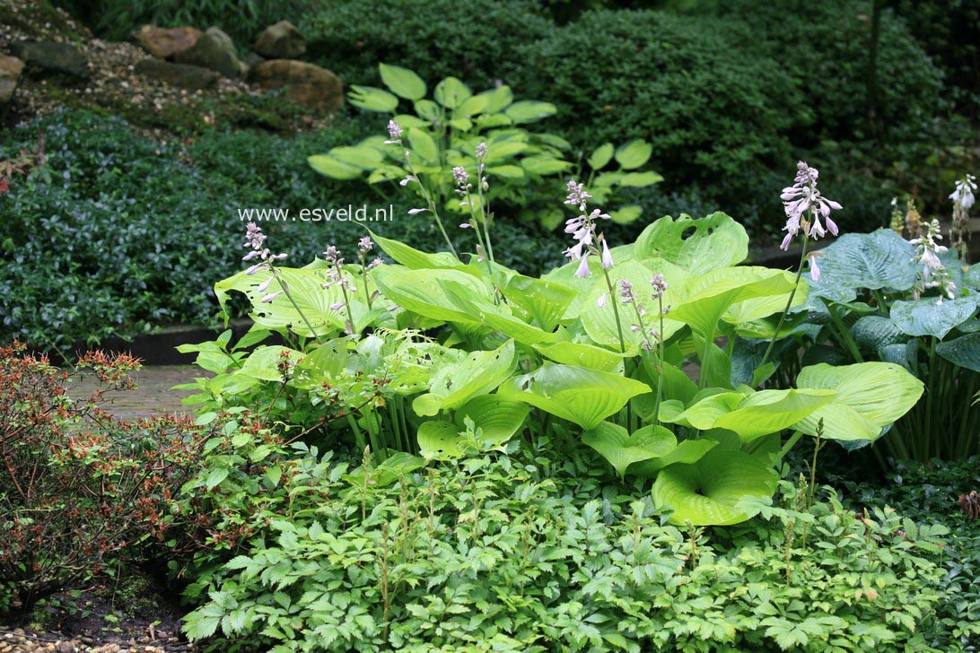 Hosta 'Sum and Substance'