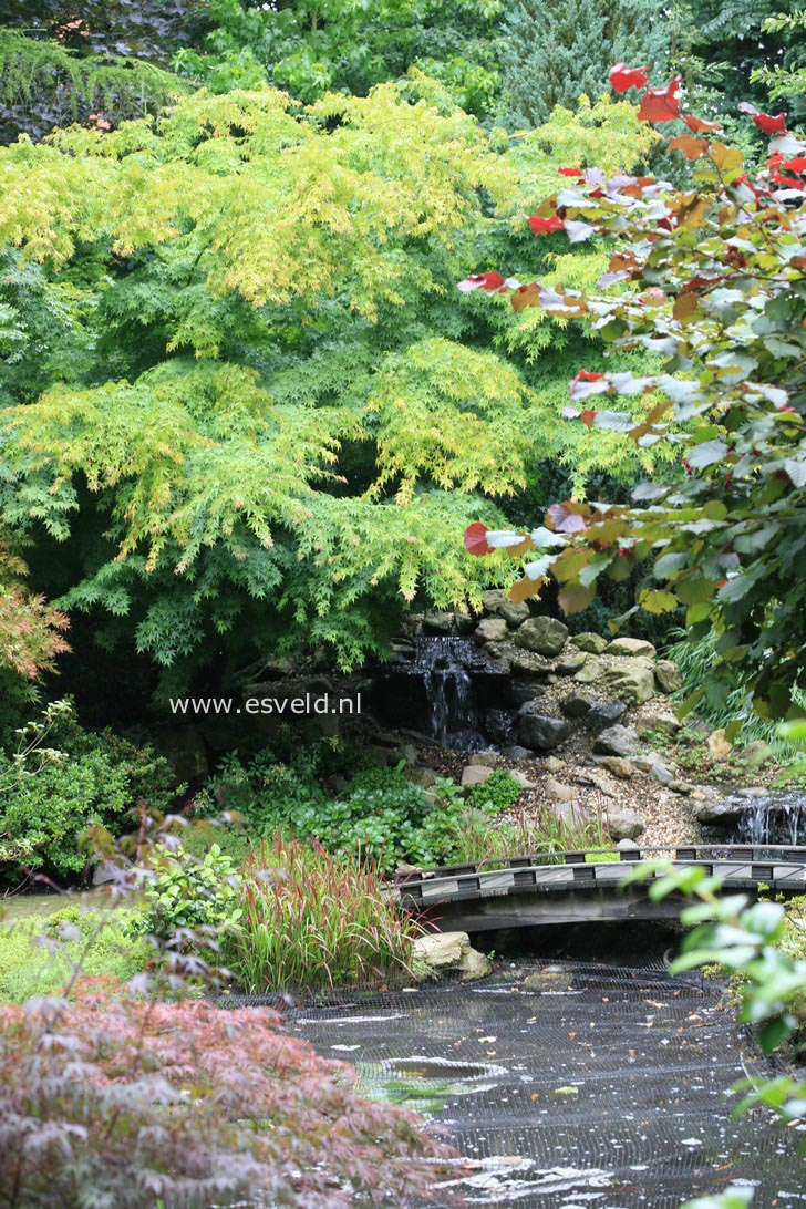 Acer palmatum 'Sango kaku'