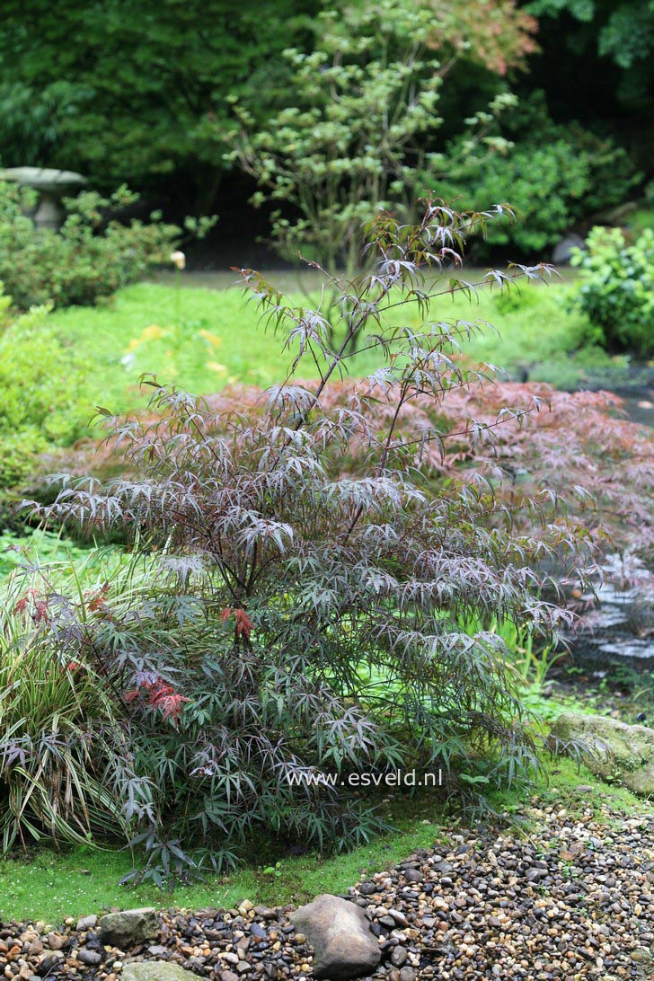 Acer palmatum 'Pung Kill'