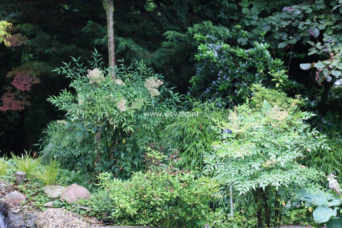 Nandina domestica 'Richmond'