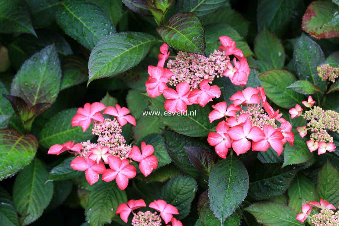 Hydrangea macrophylla 'Selma'