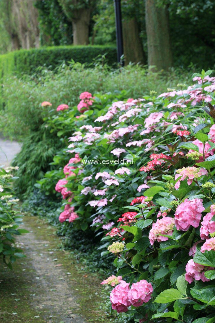 Hydrangea macrophylla