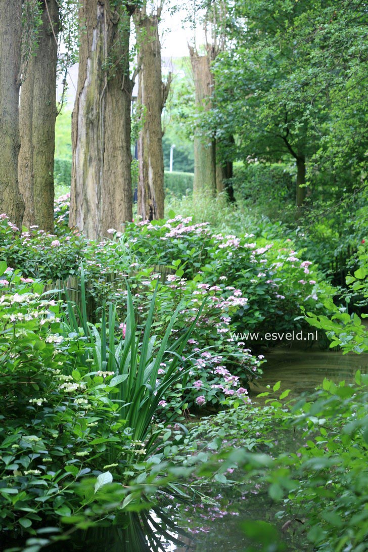 Hydrangea macrophylla