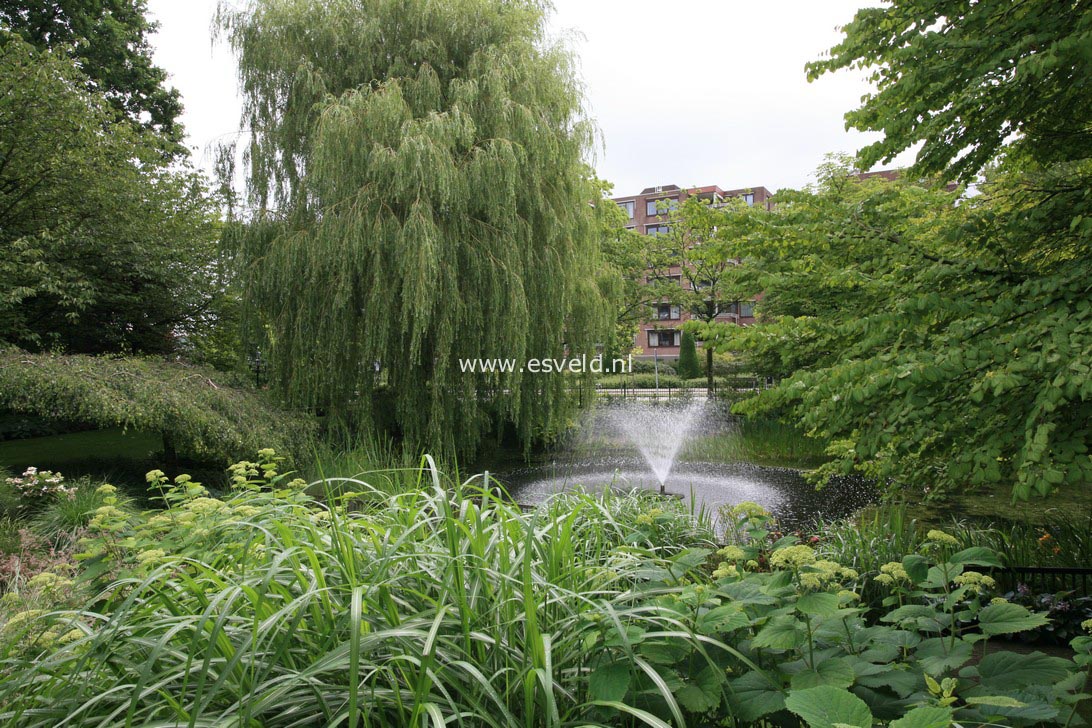Salix sepulcralis 'Chrysocoma'