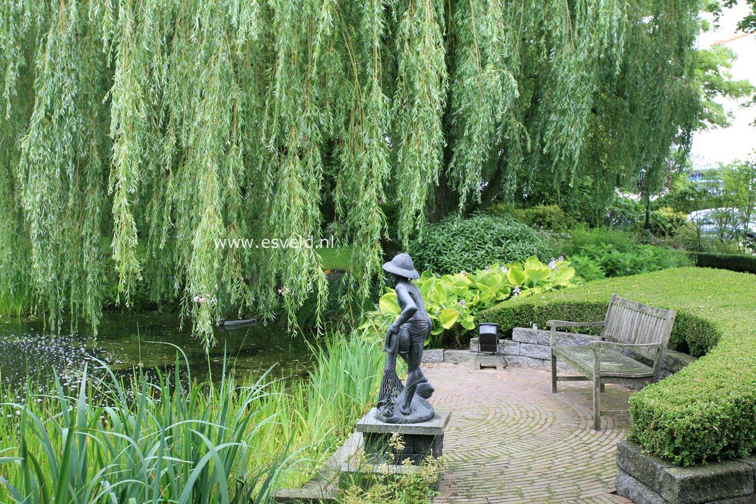 Salix sepulcralis 'Chrysocoma'