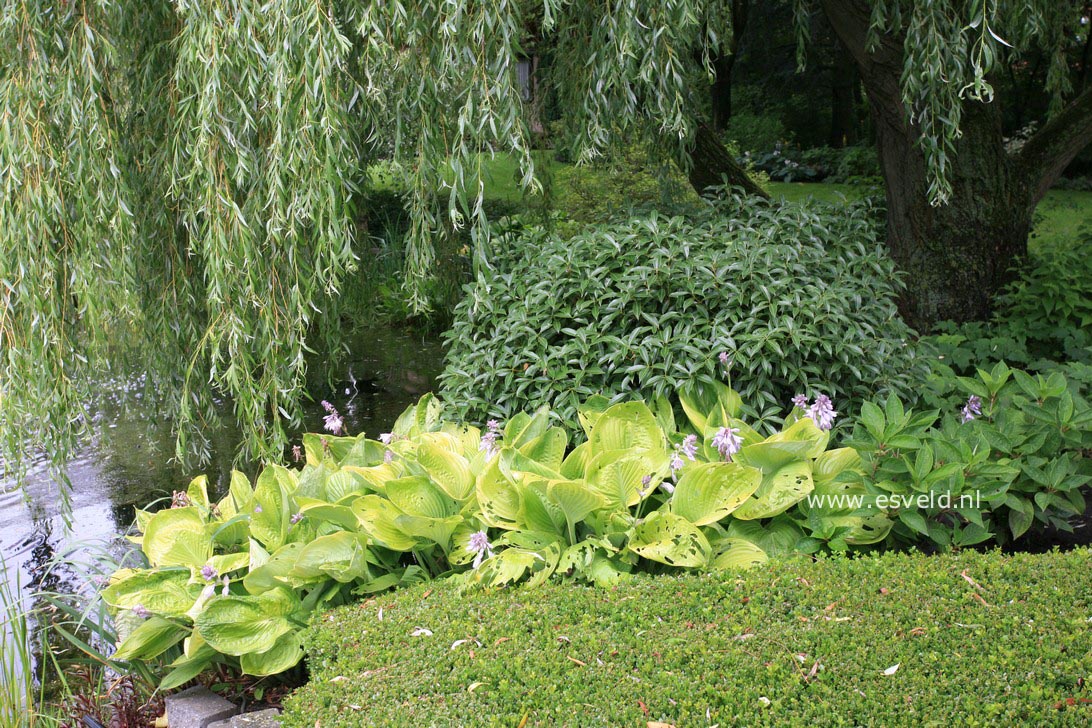 Hosta 'Sum and Substance'