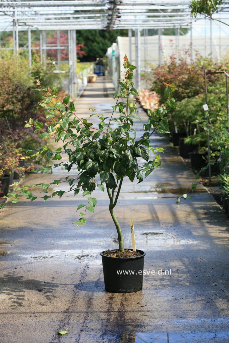 Acer pectinatum 'Sirene'