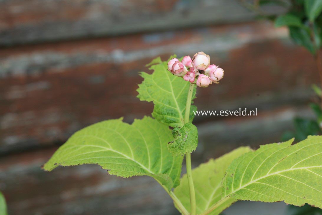 Deinanthe bifida 'Pink Kii'