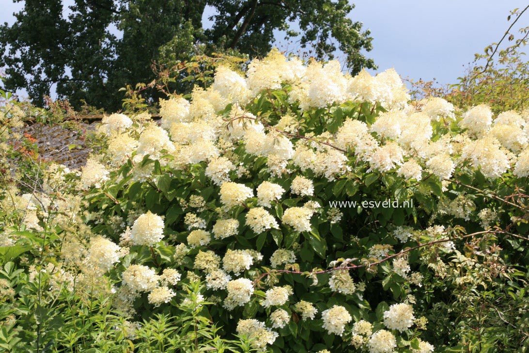 Hydrangea paniculata 'Limelight'