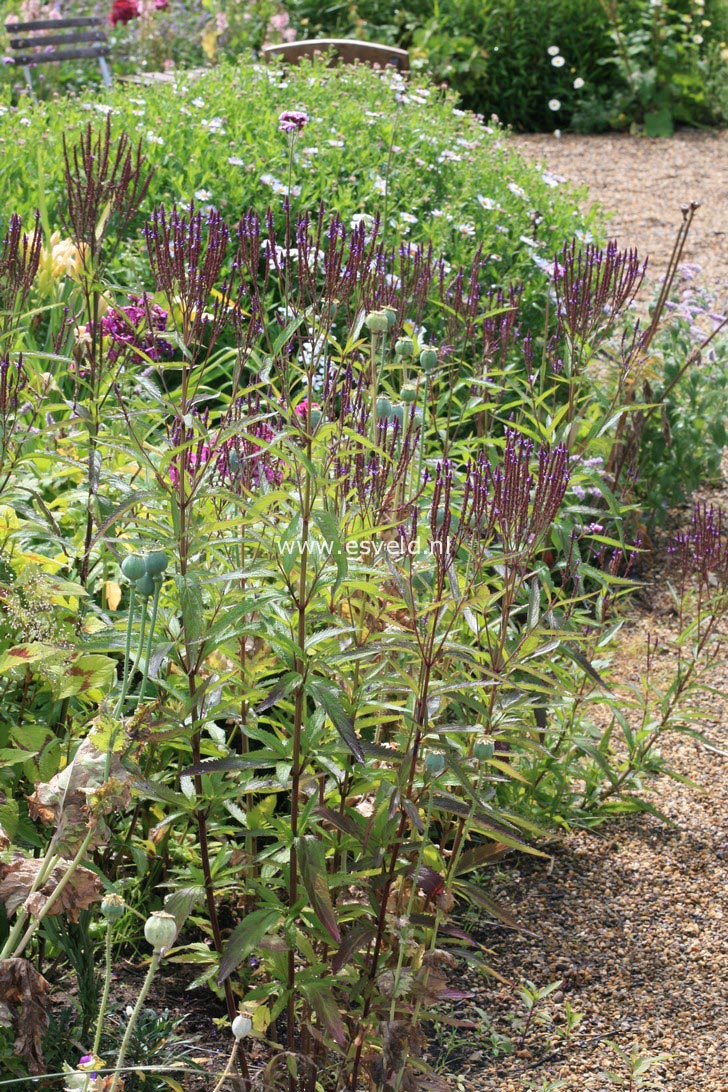 Verbena hastata