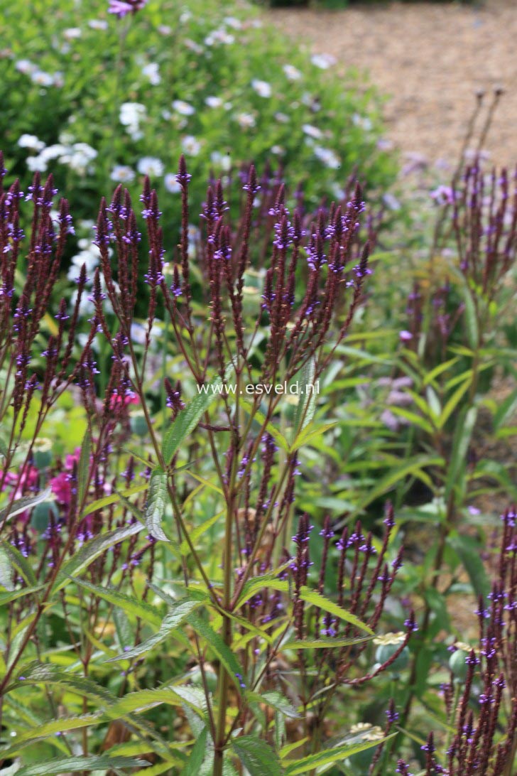 Verbena hastata