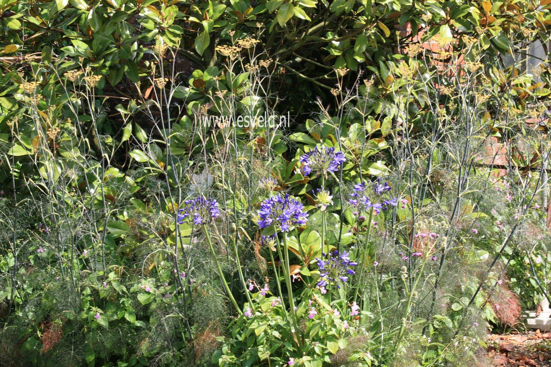 Agapanthus 'Dr. Brouwer'