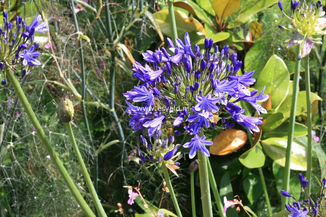 Agapanthus 'Dr. Brouwer'