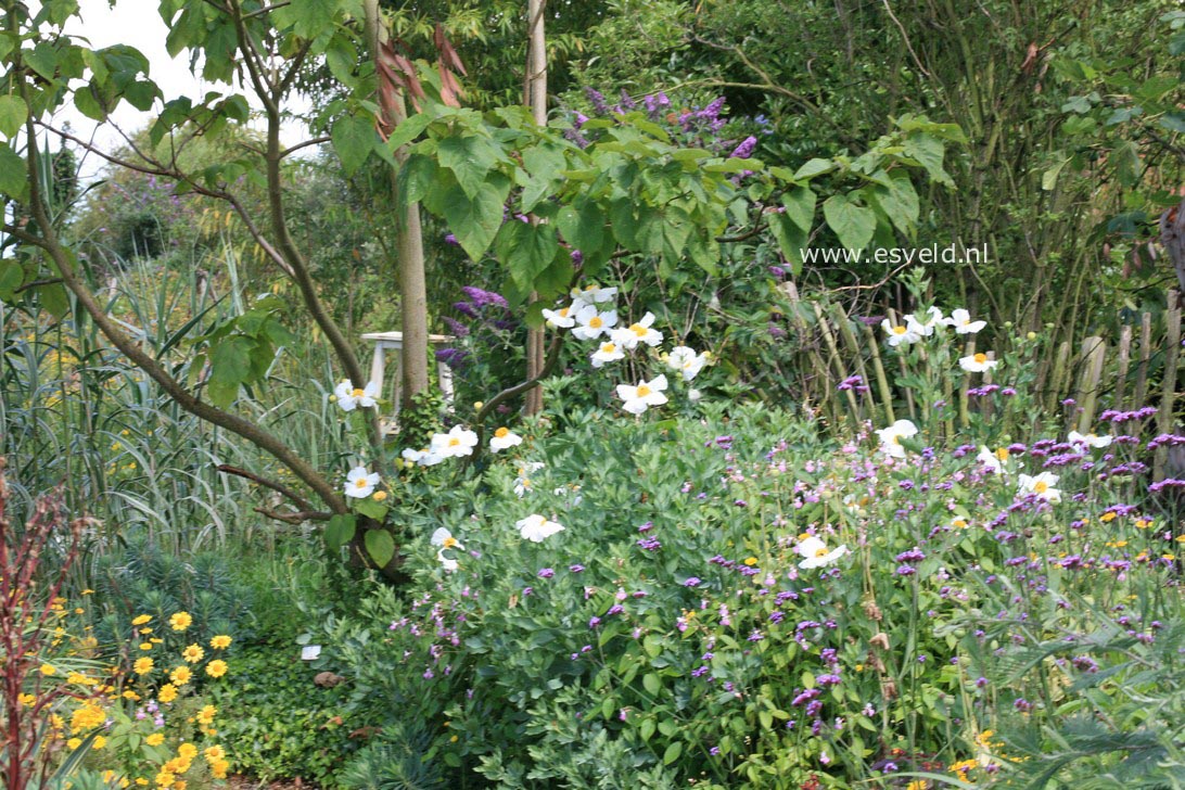 Romneya coulteri