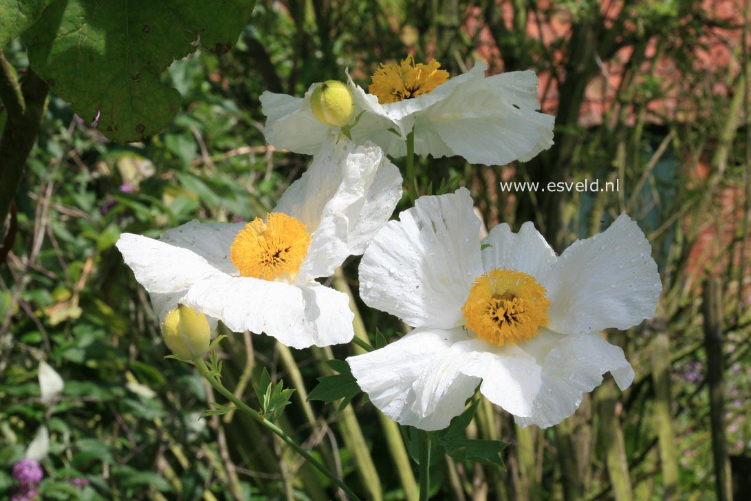 Romneya coulteri