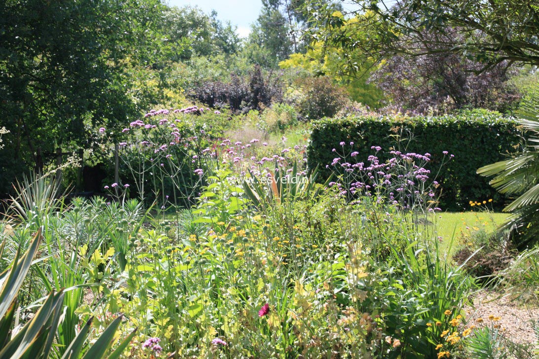 Verbena bonariensis