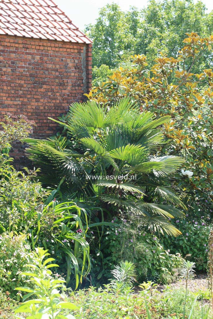 Trachycarpus fortunei