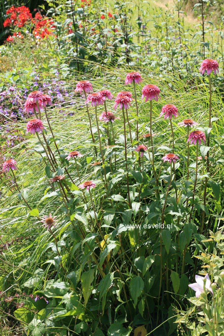 Echinacea purpurea 'Razzmatazz'