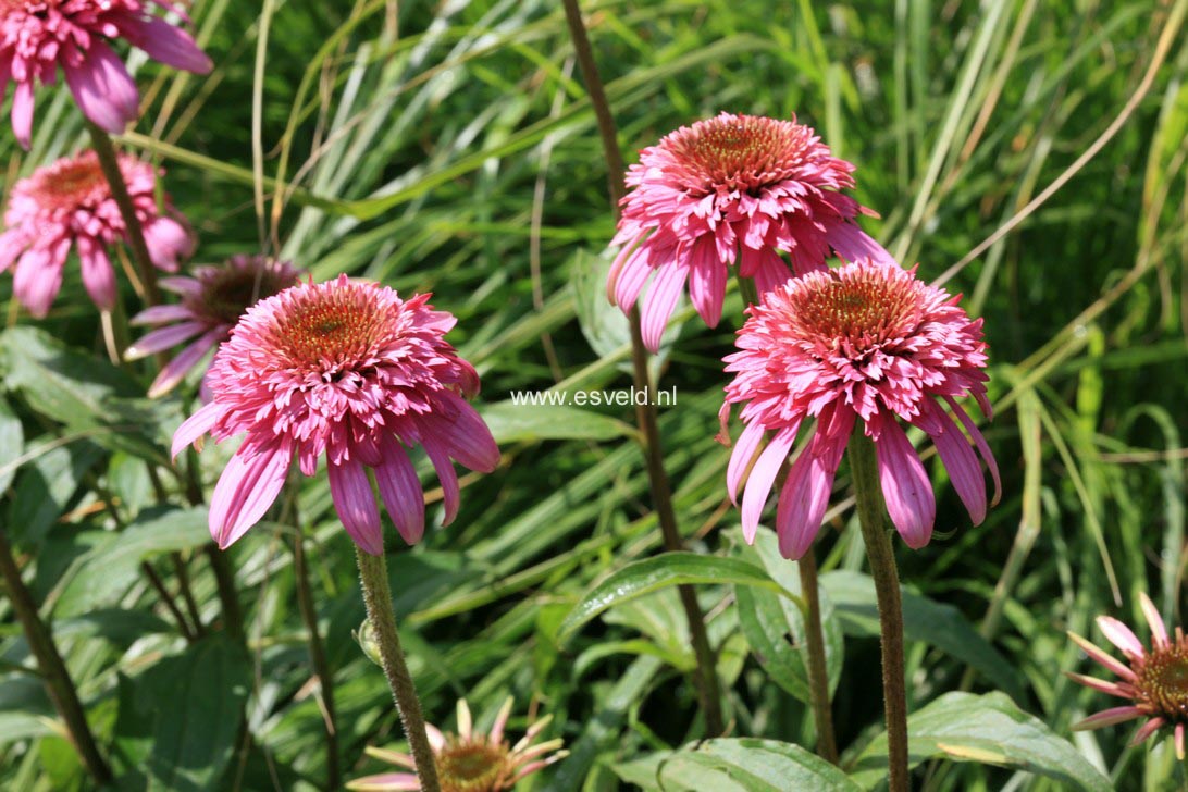 Echinacea purpurea 'Razzmatazz'