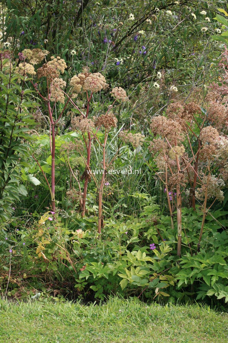 Angelica archangelica