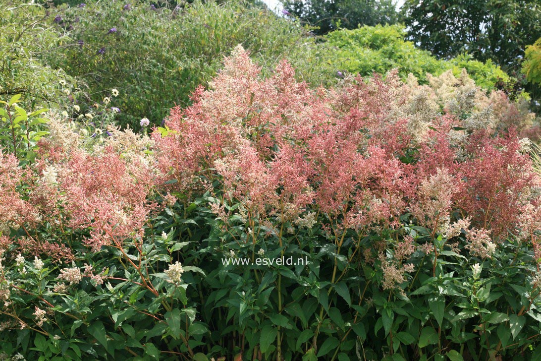 Persicaria polymorpha