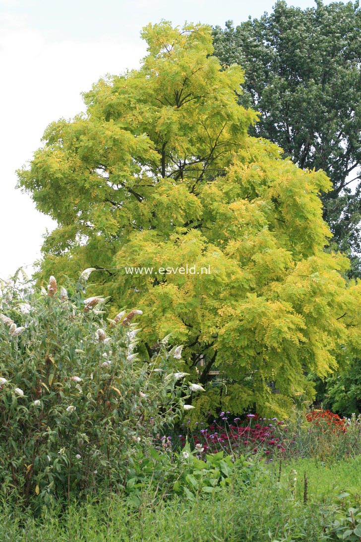 Robinia pseudoacacia 'Frisia'