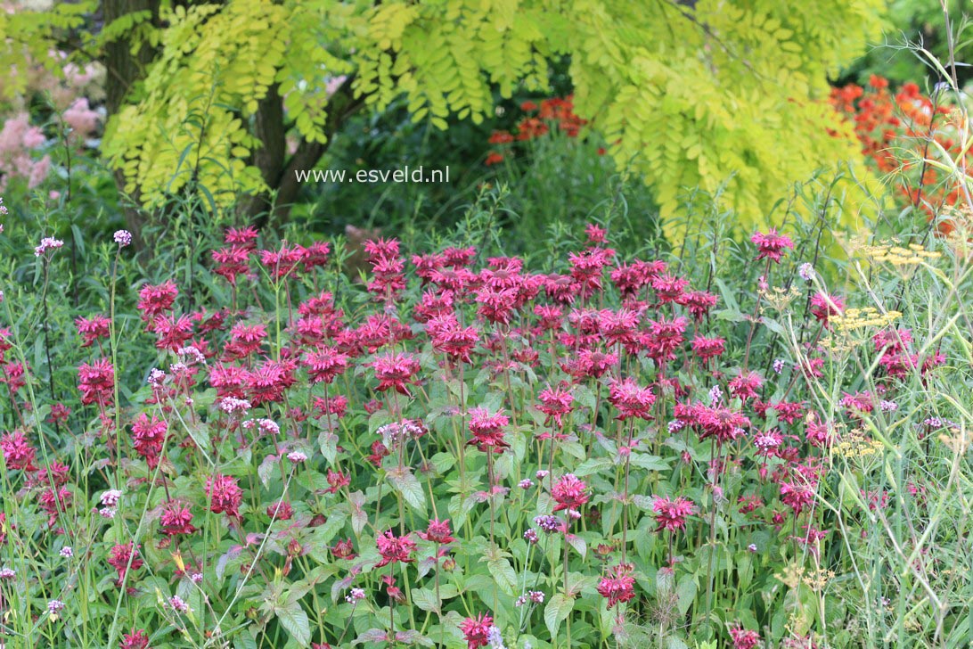 Monarda 'Kardinal'