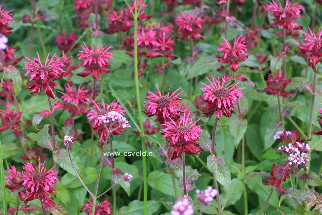 Monarda 'Kardinal'