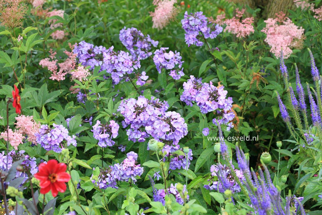 Phlox paniculata 'Blue Paradise'