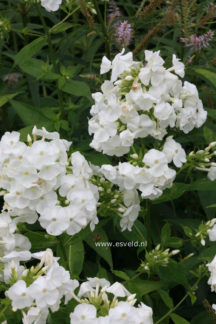 Phlox 'David' (Paniculata Group)