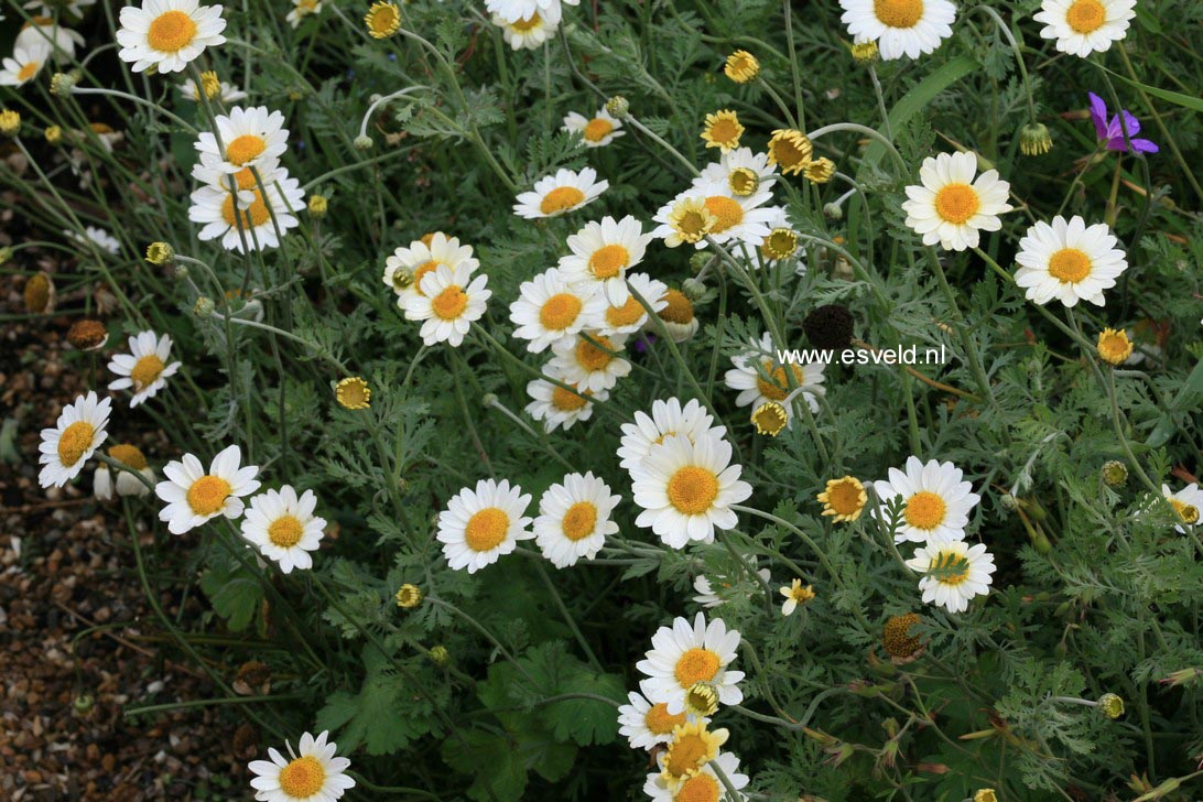 Anthemis hybrida 'Susanna Mitchell'