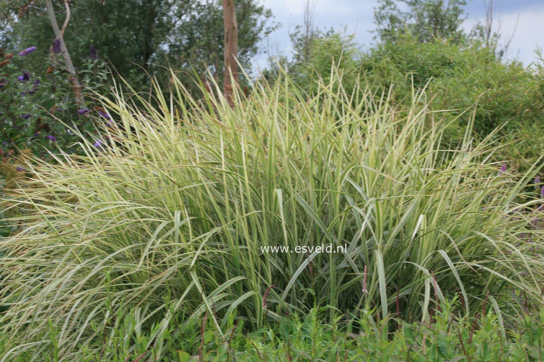 Miscanthus sinensis 'Variegatus'