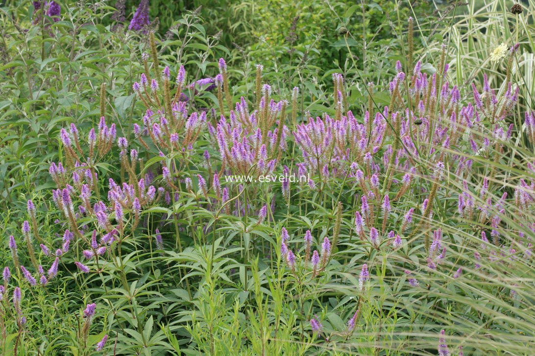 Veronicastrum virginicum 'Fascination'