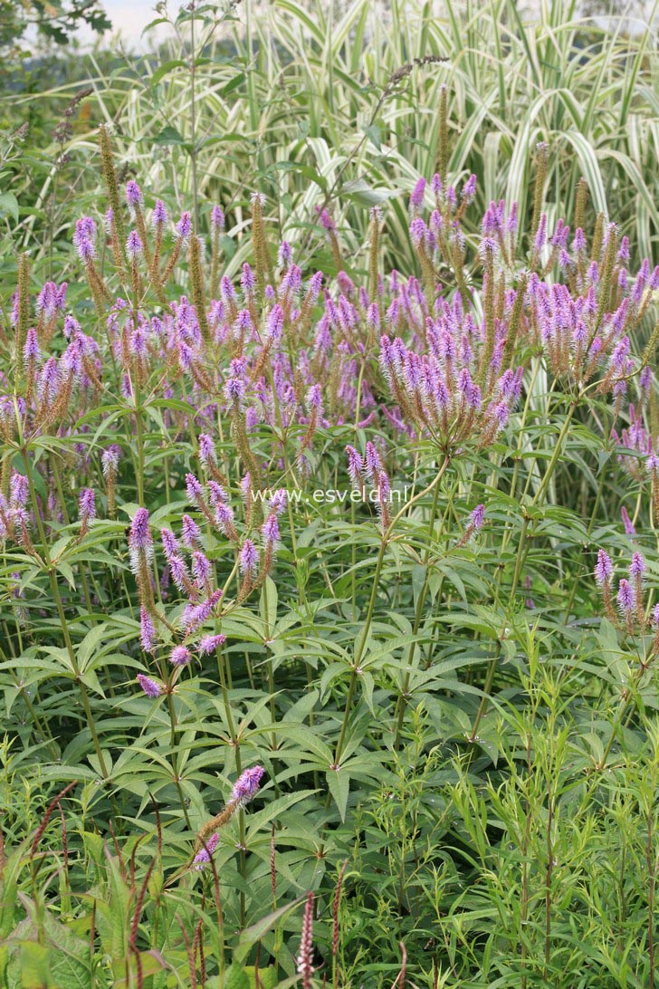 Veronicastrum virginicum 'Fascination'