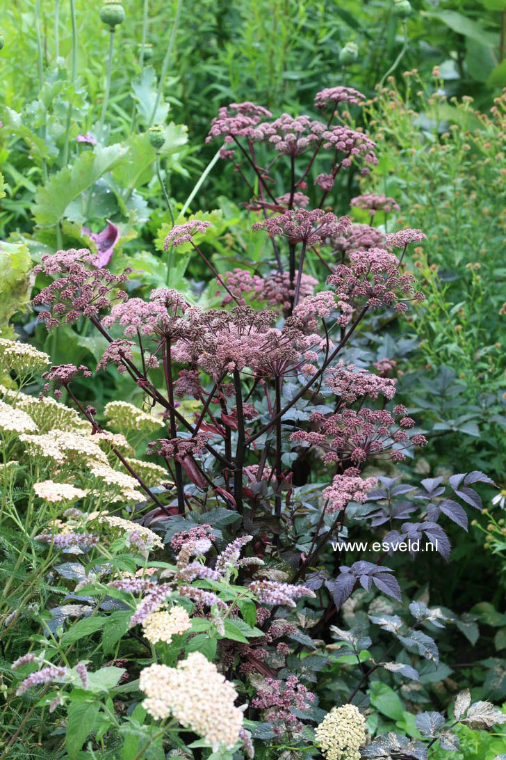 Angelica sylvestris 'Vicar's Mead'