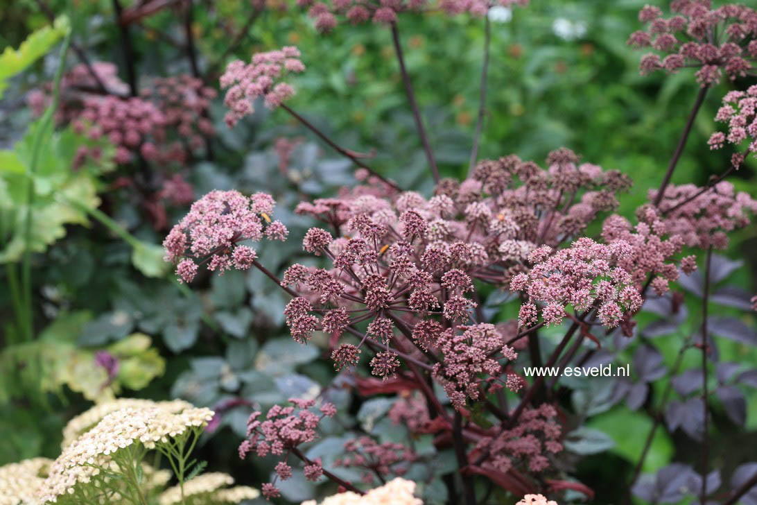 Angelica sylvestris 'Vicar's Mead'