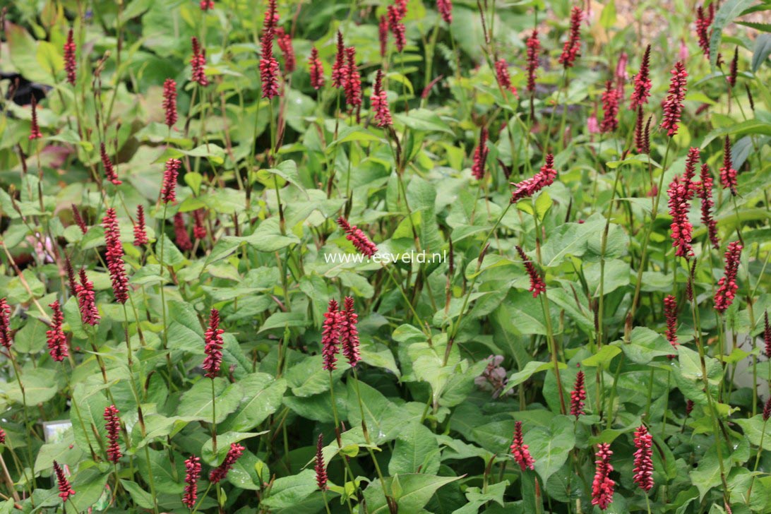 Persicaria amplexicaulis 'Taurus'