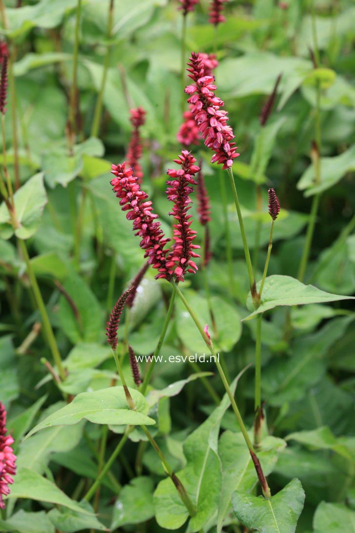 Persicaria amplexicaulis 'Taurus'