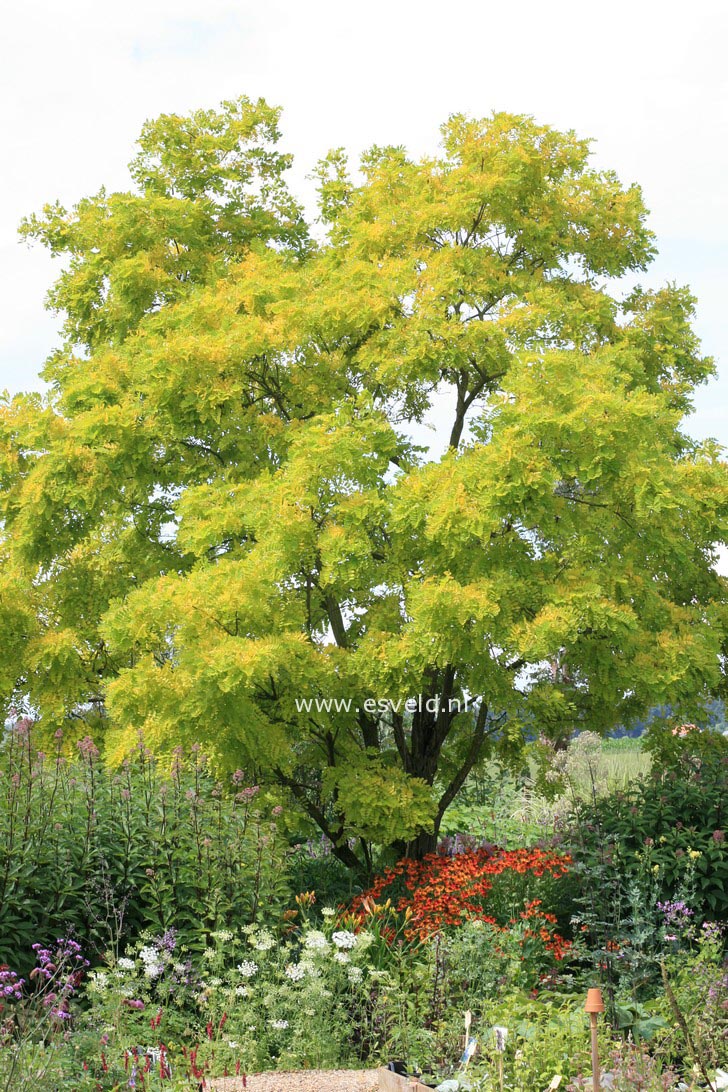 Robinia pseudoacacia 'Frisia'