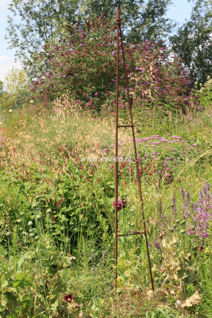 Stipa gigantea