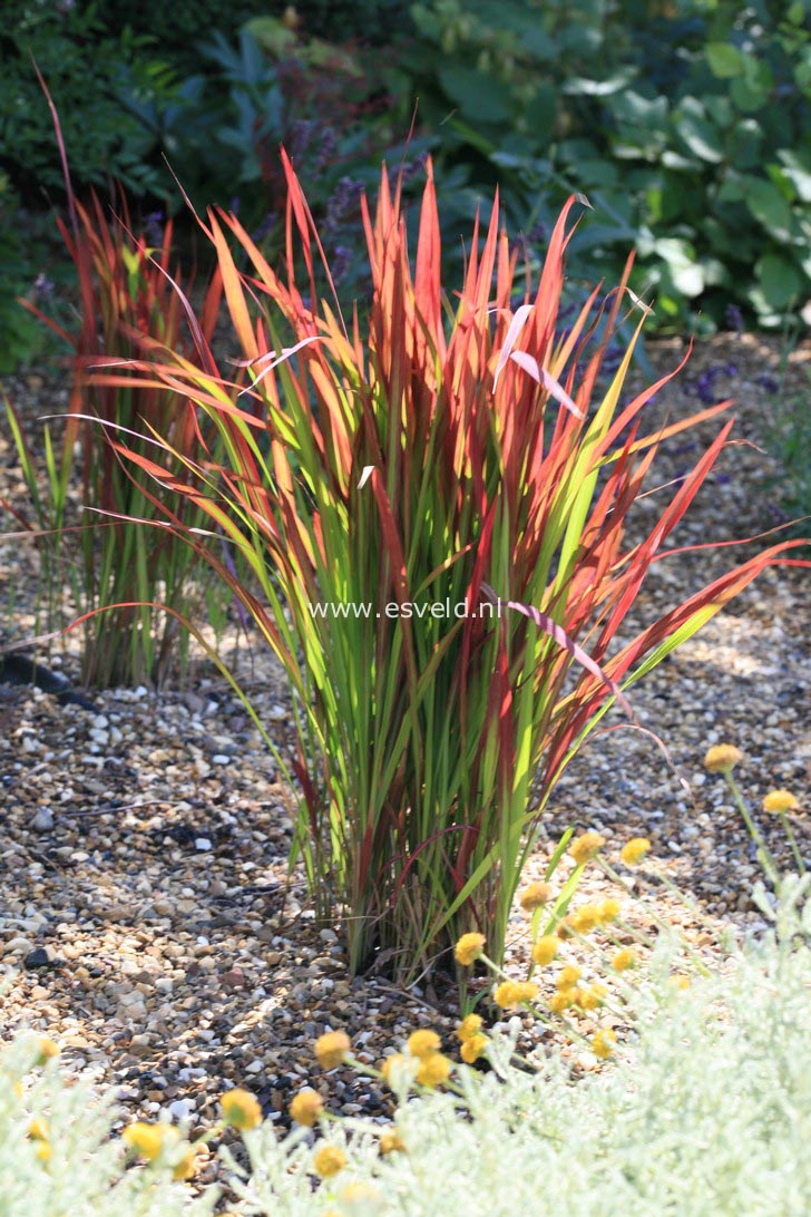 Imperata cylindrica 'Red Baron'