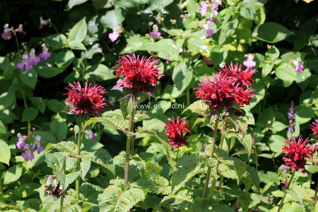 Monarda 'Fireball'