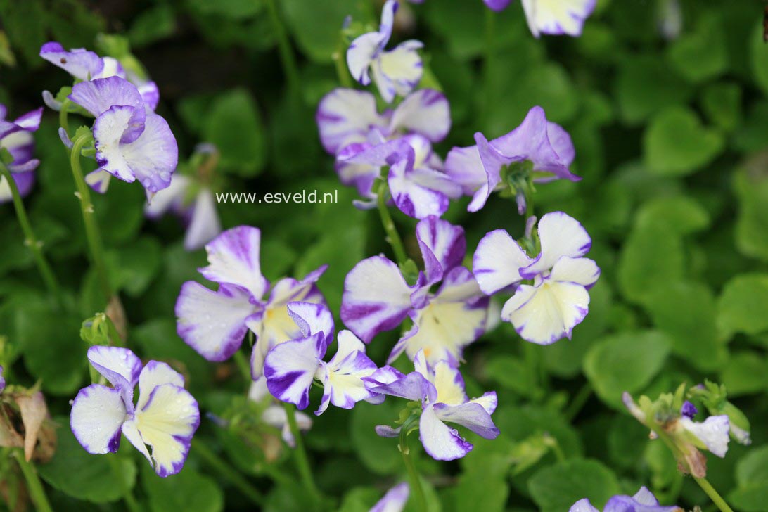 Viola 'Rebecca'