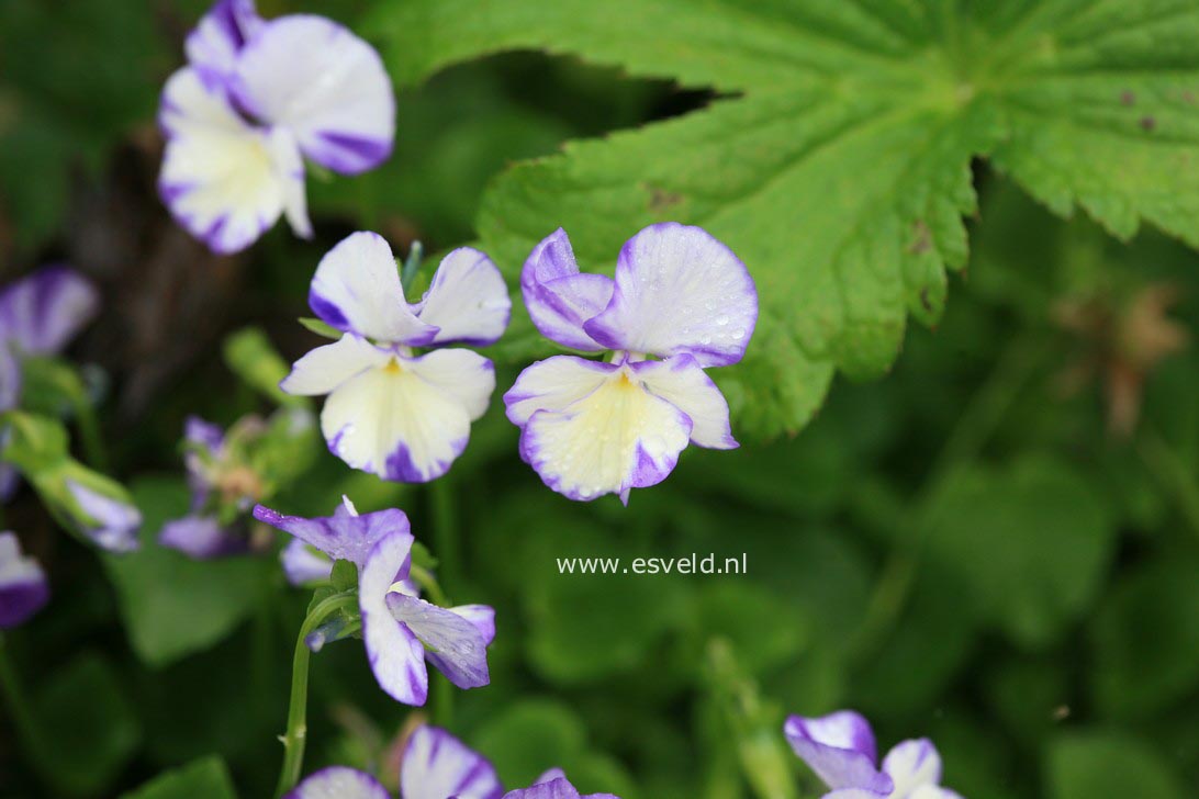 Viola 'Rebecca'