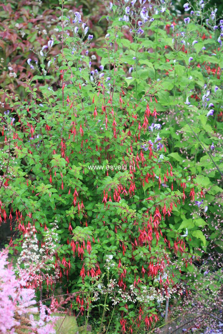 Fuchsia magellanica 'Gracilis'