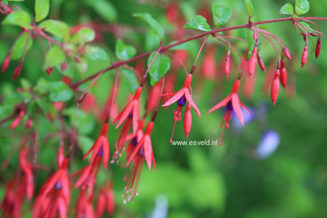 Fuchsia magellanica 'Gracilis'