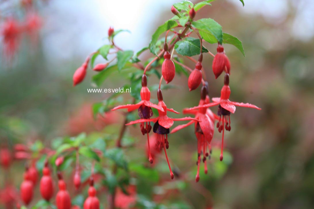 Fuchsia 'Riccartonii'